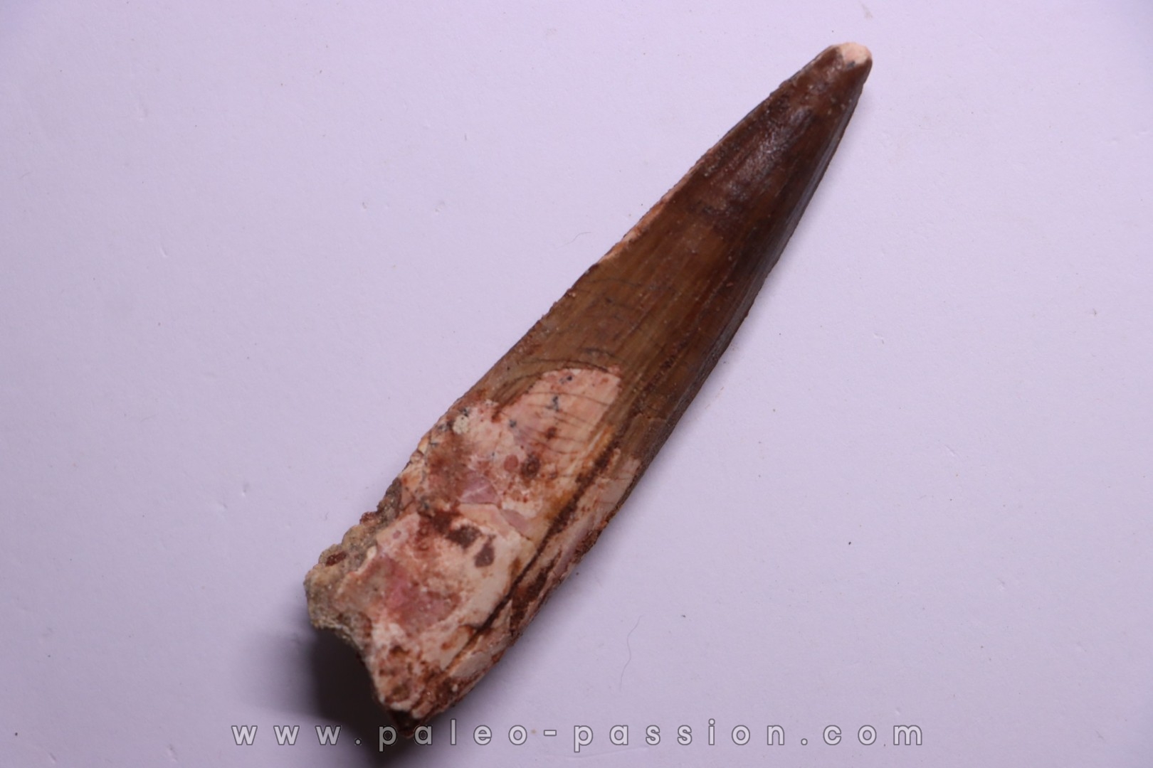 dinosaur TOOTH - SPINOSAURUS AEGYPTIACUS