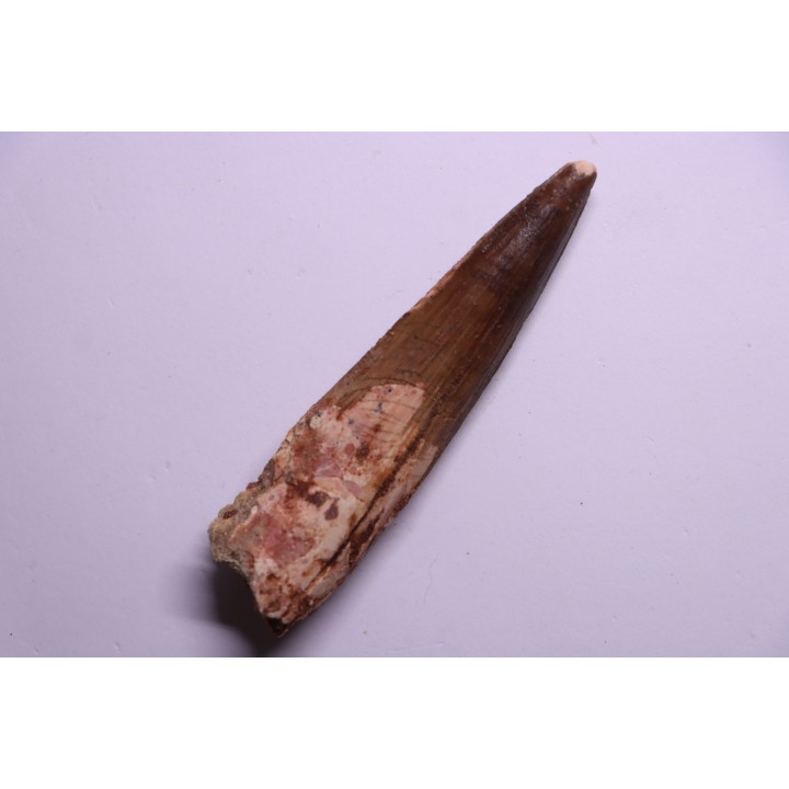 dinosaur TOOTH - SPINOSAURUS AEGYPTIACUS