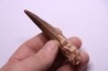 dent de dinosaure SPINOSAURUS AEGYPTIACUS