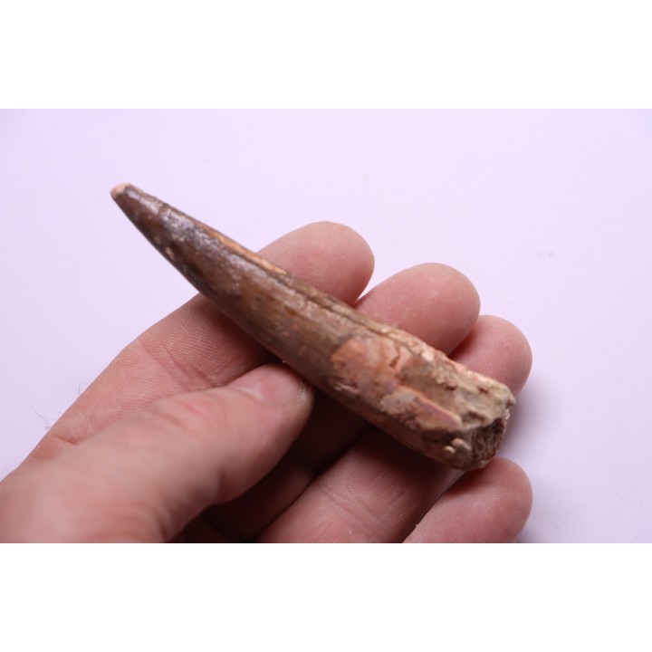 dent de dinosaure SPINOSAURUS AEGYPTIACUS
