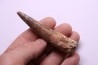 dent de dinosaure SPINOSAURUS AEGYPTIACUS