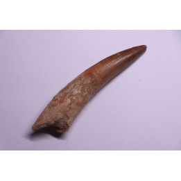 dinosaur TOOTH - SPINOSAURUS AEGYPTIACUS