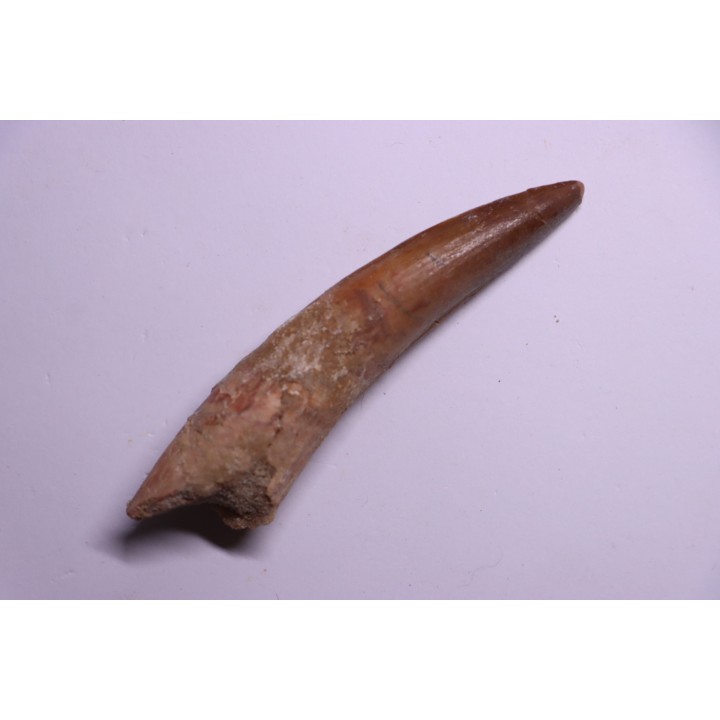 dent de dinosaure SPINOSAURUS AEGYPTIACUS