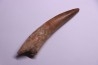 dinosaur TOOTH - SPINOSAURUS AEGYPTIACUS