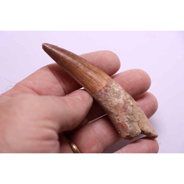 dinosaur TOOTH - SPINOSAURUS AEGYPTIACUS