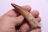 dent de dinosaure SPINOSAURUS AEGYPTIACUS