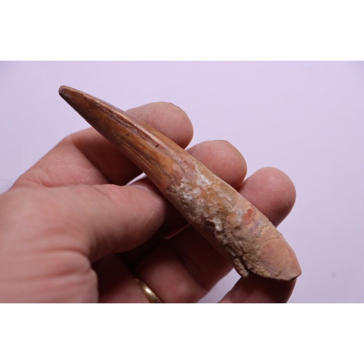 dinosaur TOOTH - SPINOSAURUS AEGYPTIACUS