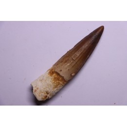 dinosaur TOOTH - SPINOSAURUS AEGYPTIACUS