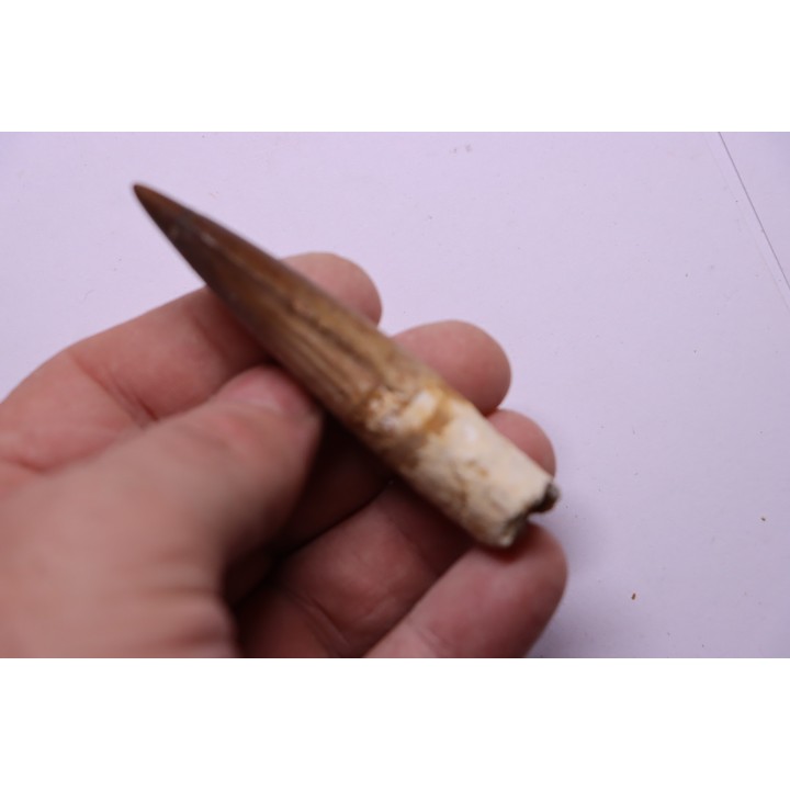 dinosaur TOOTH - SPINOSAURUS AEGYPTIACUS