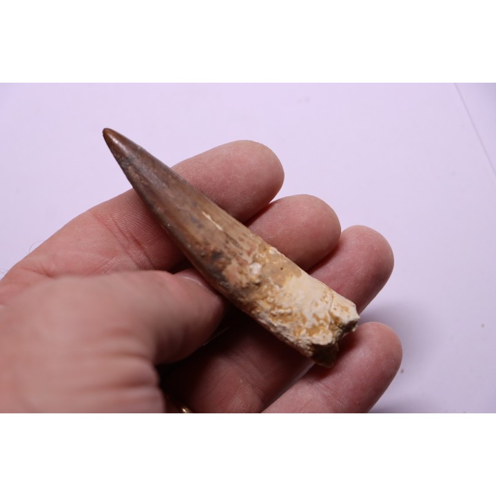 dent de dinosaure SPINOSAURUS AEGYPTIACUS