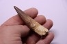 dent de dinosaure SPINOSAURUS AEGYPTIACUS