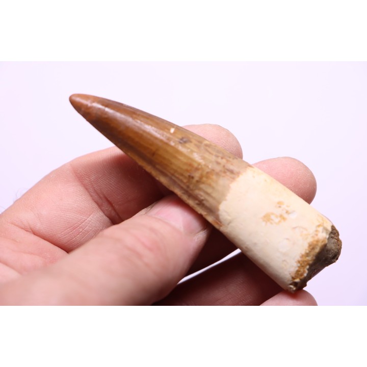dinosaur TOOTH - SPINOSAURUS AEGYPTIACUS