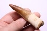 dinosaur TOOTH - SPINOSAURUS AEGYPTIACUS