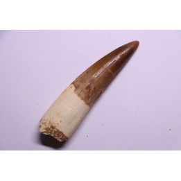 dinosaur TOOTH - SPINOSAURUS AEGYPTIACUS