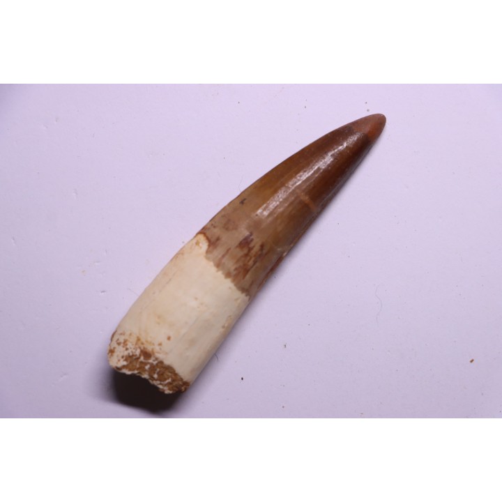 dinosaur TOOTH - SPINOSAURUS AEGYPTIACUS