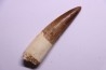 dinosaur TOOTH - SPINOSAURUS AEGYPTIACUS
