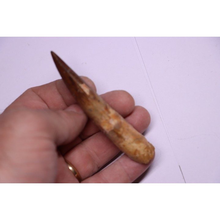dinosaur TOOTH - SPINOSAURUS AEGYPTIACUS