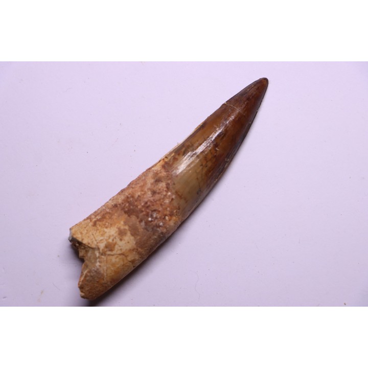 dinosaur TOOTH - SPINOSAURUS AEGYPTIACUS