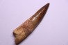 dinosaur TOOTH - SPINOSAURUS AEGYPTIACUS