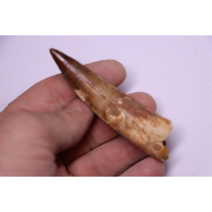 dinosaur TOOTH - SPINOSAURUS AEGYPTIACUS