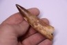dinosaur TOOTH - SPINOSAURUS AEGYPTIACUS