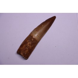 dinosaur TOOTH - SPINOSAURUS AEGYPTIACUS
