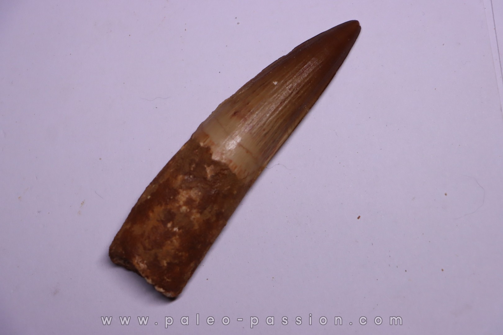 dinosaur TOOTH - SPINOSAURUS AEGYPTIACUS