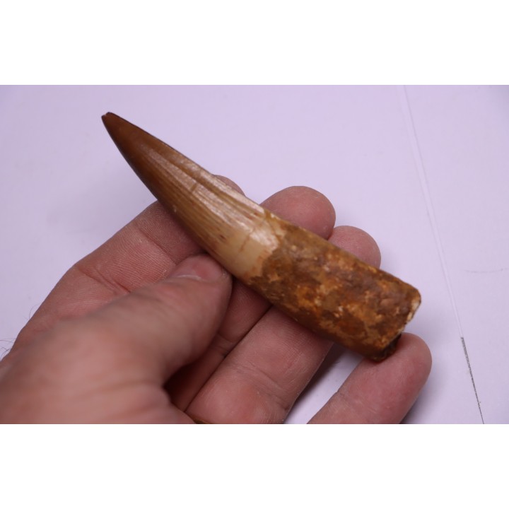 dinosaur TOOTH - SPINOSAURUS AEGYPTIACUS