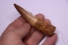 dinosaur TOOTH - SPINOSAURUS AEGYPTIACUS