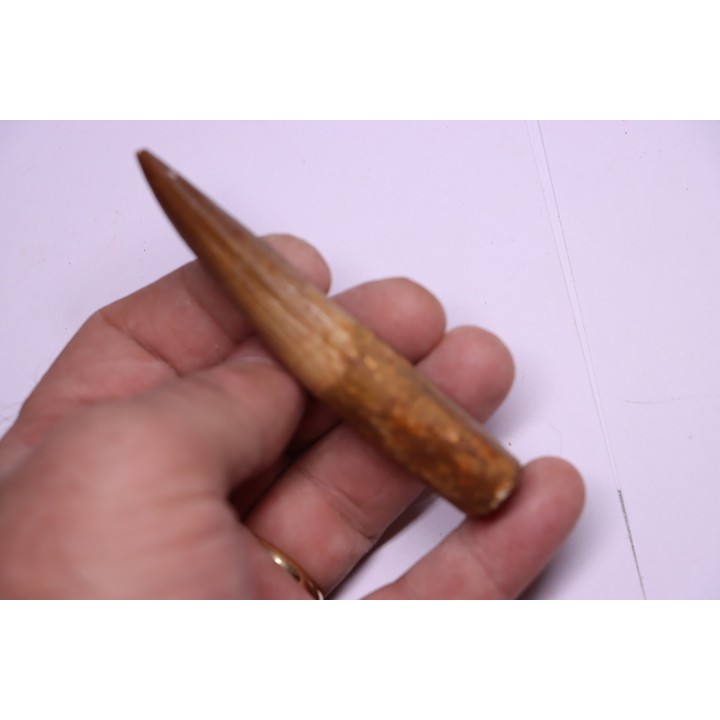 dinosaur TOOTH - SPINOSAURUS AEGYPTIACUS
