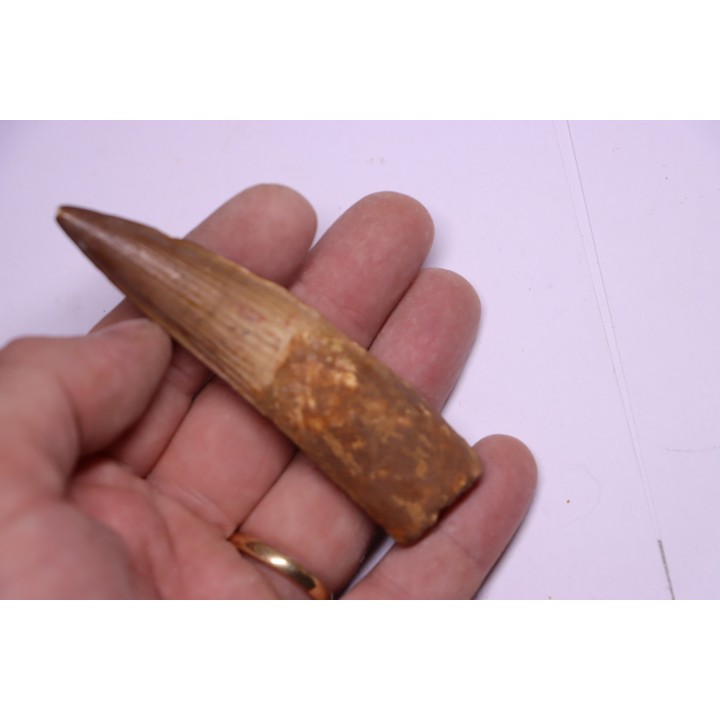 dinosaur TOOTH - SPINOSAURUS AEGYPTIACUS