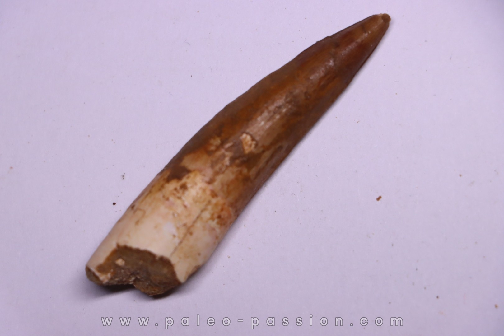 dinosaur TOOTH - SPINOSAURUS AEGYPTIACUS