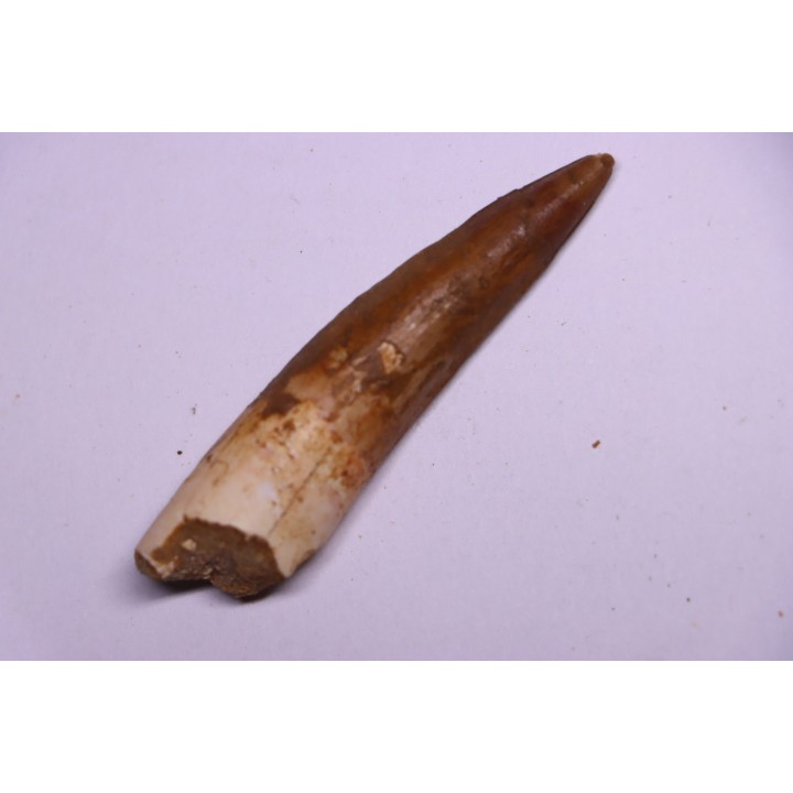 dinosaur TOOTH - SPINOSAURUS AEGYPTIACUS