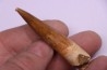 dent de dinosaure SPINOSAURUS AEGYPTIACUS