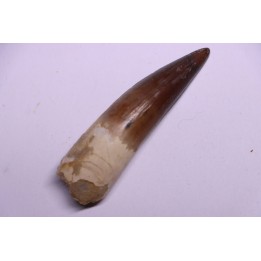 dinosaur TOOTH - SPINOSAURUS AEGYPTIACUS