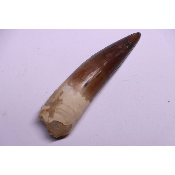dinosaur TOOTH - SPINOSAURUS AEGYPTIACUS