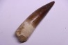 dinosaur TOOTH - SPINOSAURUS AEGYPTIACUS