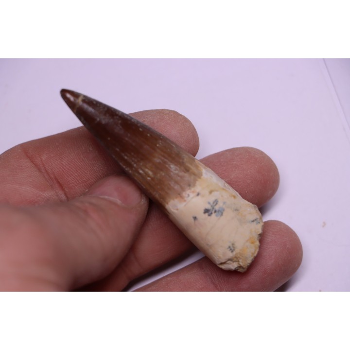 dinosaur TOOTH - SPINOSAURUS AEGYPTIACUS