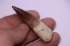 dent de dinosaure SPINOSAURUS AEGYPTIACUS