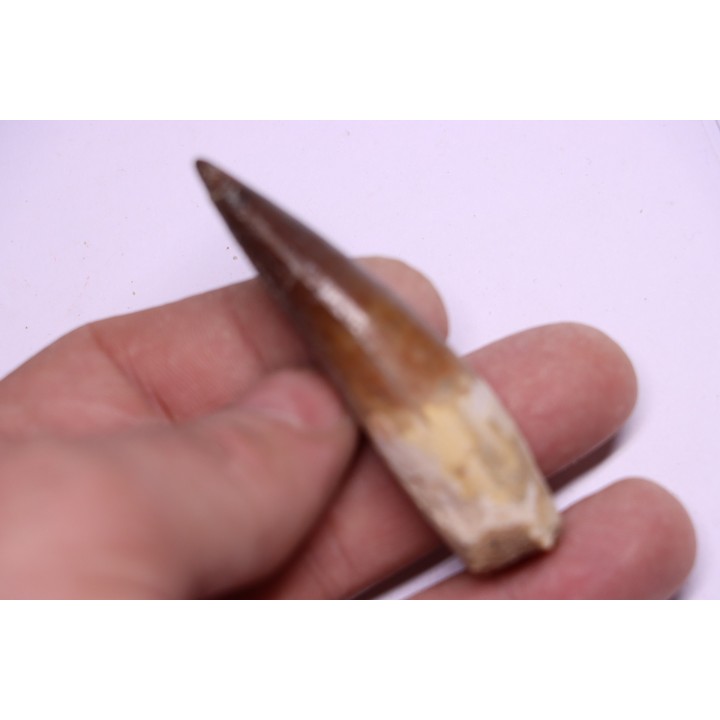 dinosaur TOOTH - SPINOSAURUS AEGYPTIACUS