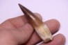 dinosaur TOOTH - SPINOSAURUS AEGYPTIACUS