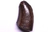 dinosaur tooth:  Tyrannosaure rex - Hell Creek Fmt - upper cretaceous - Carter County, Montana