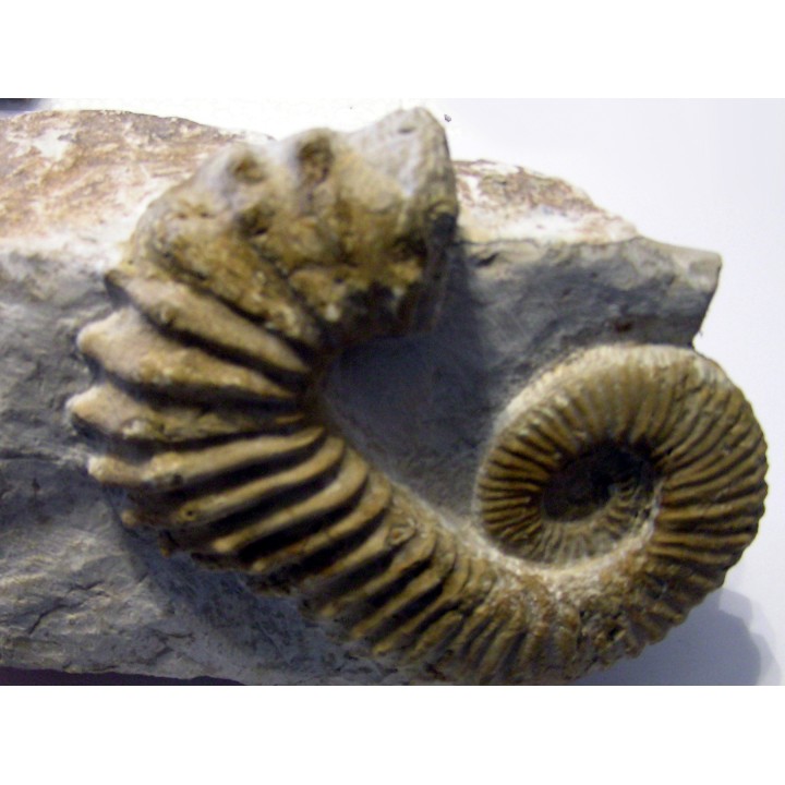 PSEUDOCRIOCERAS FASICULARE