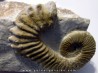 PSEUDOCRIOCERAS FASICULARE