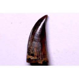 Daspletosaurus torosus - Judith River Formation - crétacé supérieur - Musselshell County - Montana - USA
