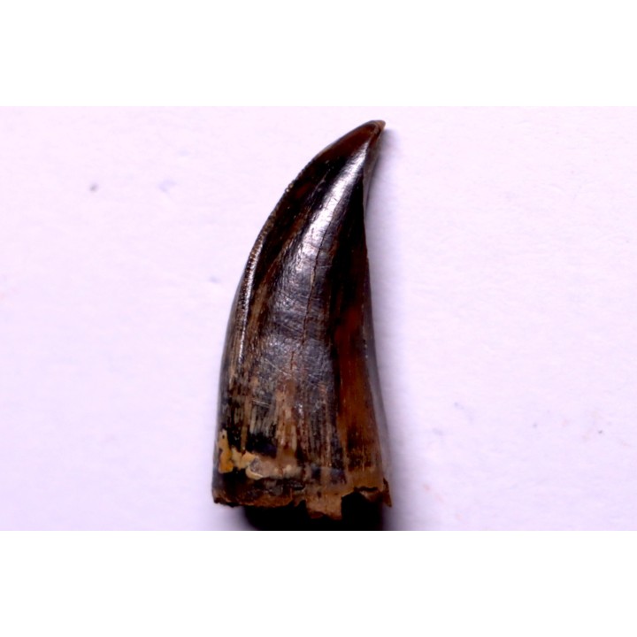 Daspletosaurus torosus - Judith River Formation - crétacé supérieur - Musselshell County - Montana - USA