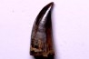 Daspletosaurus torosus - Judith River Formation - crétacé supérieur - Musselshell County - Montana - USA