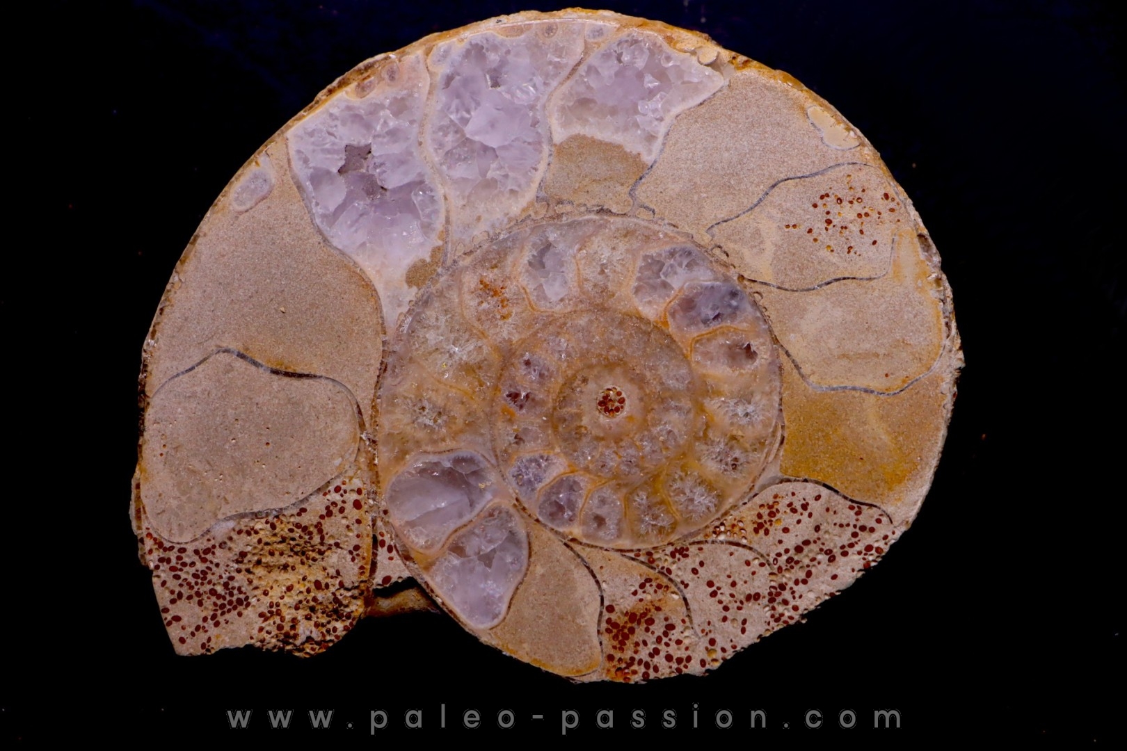 belle ammonite sciée avec loges en quartz amethysé - jurassique - Normandie, FRANCE