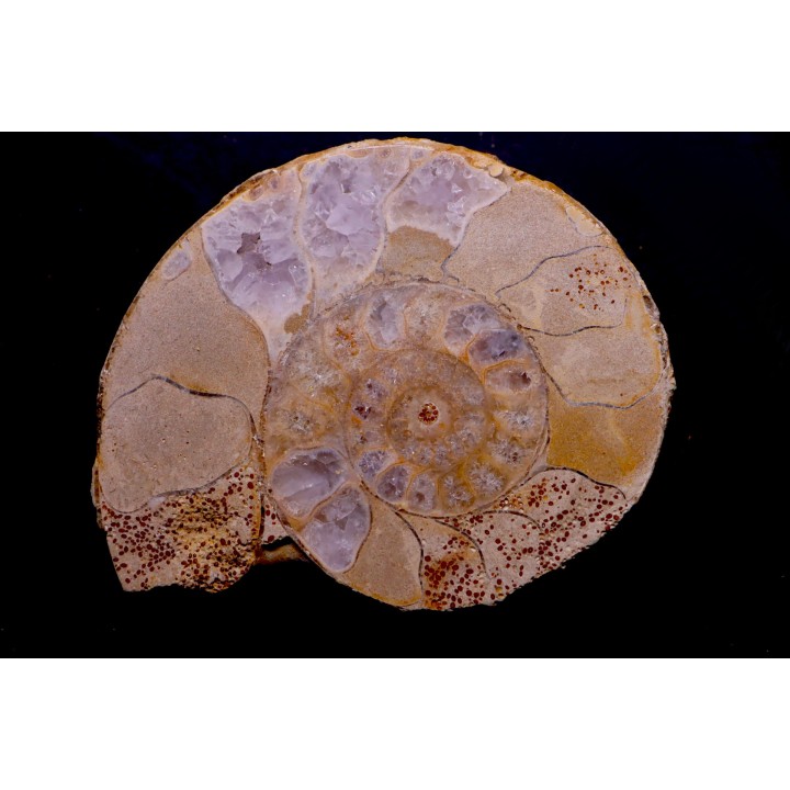 belle ammonite sciée avec loges en quartz amethysé - jurassique - Normandie, FRANCE