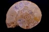 belle ammonite sciée avec loges en quartz amethysé - jurassique - Normandie, FRANCE